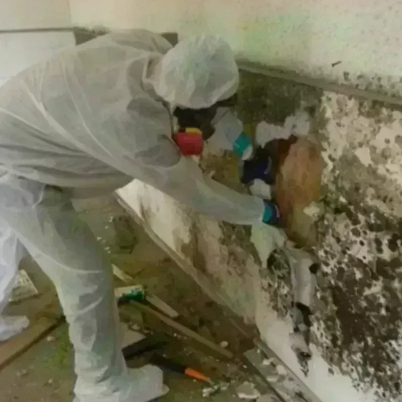 Mold Remediation and Removal in Lincolnton, NC